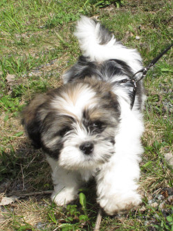 Bob Skywalker hanging out with Barney Ponsonby