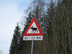 Tiz not often you see a Moose warning sign whilst going for an afternoon jaunt