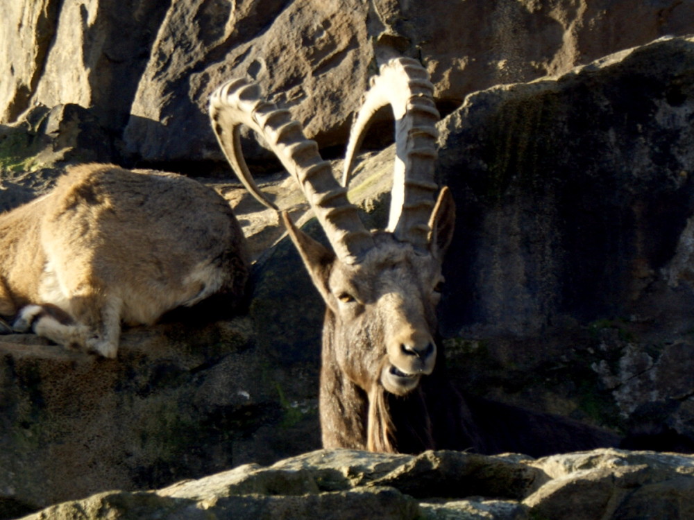 I think this is a Thar